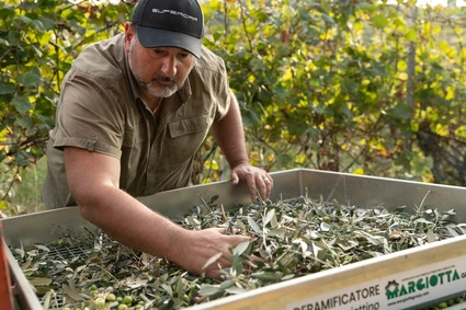 Degustazione Olio Extravergine del Garda: Tour Panoramico ed Esperienza Sensoriale 10 Degustazione Olio Extravergine del Garda: Tour Panoramico ed Esperienza Sensoriale 10